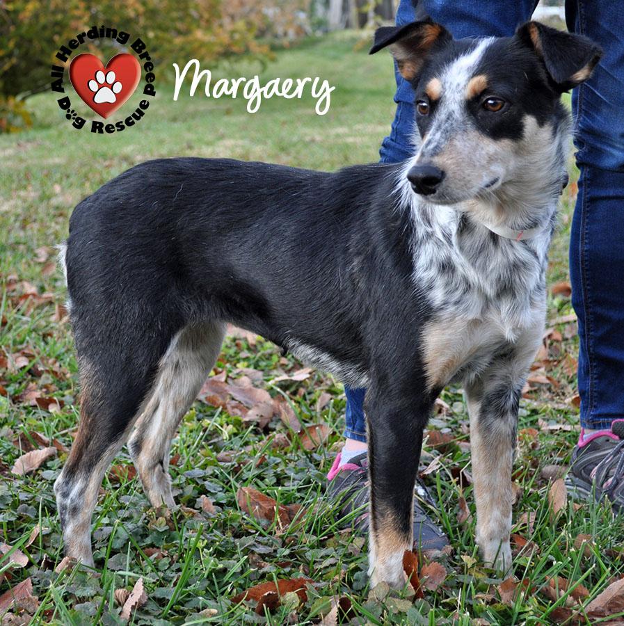 Margeray, a Adoptable mixed breed in Joliet, IL image 3/3