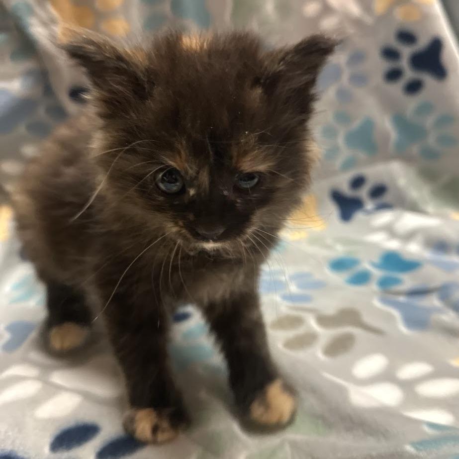 Posie F-21683, Adoptable, Kitten Female Domestic Long Hair.