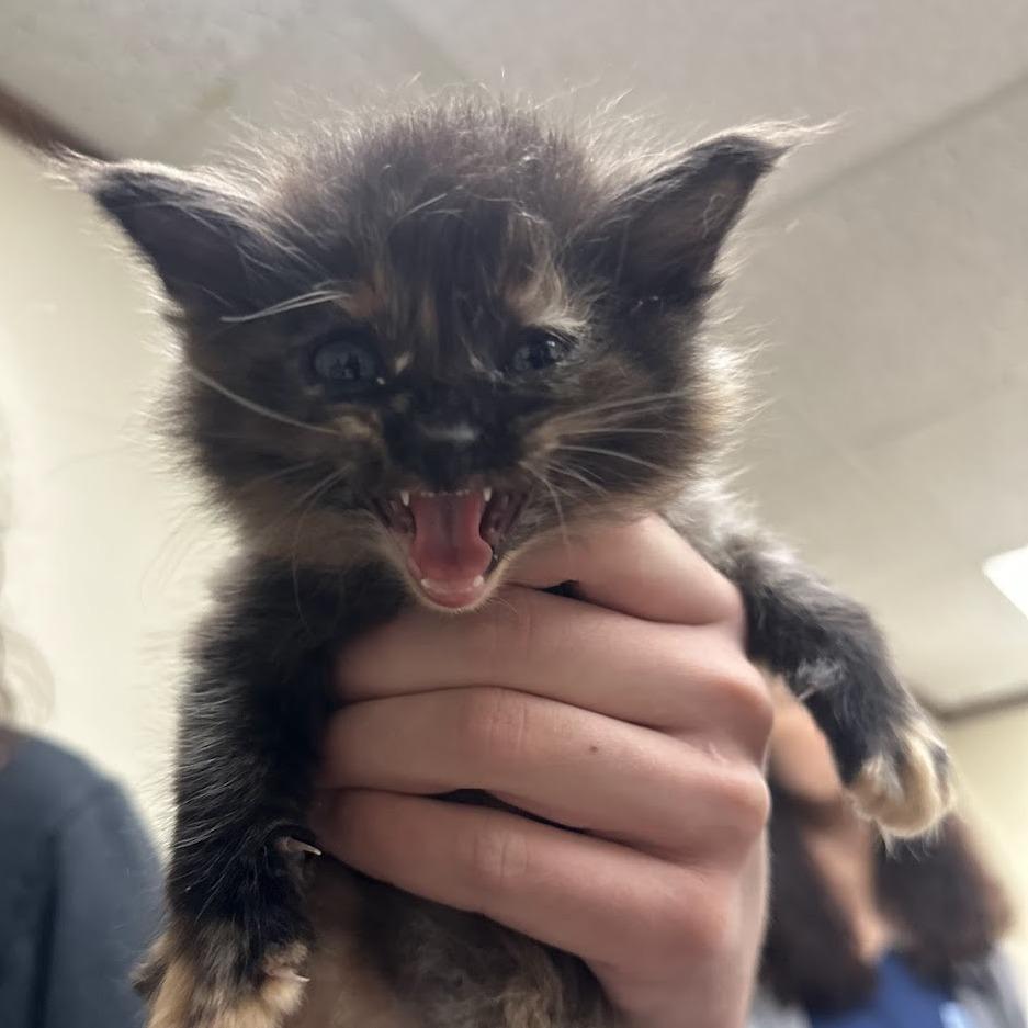 Enlarge Posie F-21683, a Adoptable Domestic Long Hair in Oklahoma City, OK image 2/4
