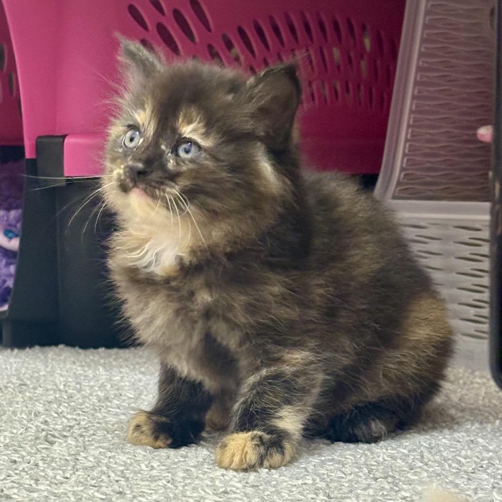 Enlarge Posie F-21683, a Adoptable Domestic Long Hair in Oklahoma City, OK image 3/4