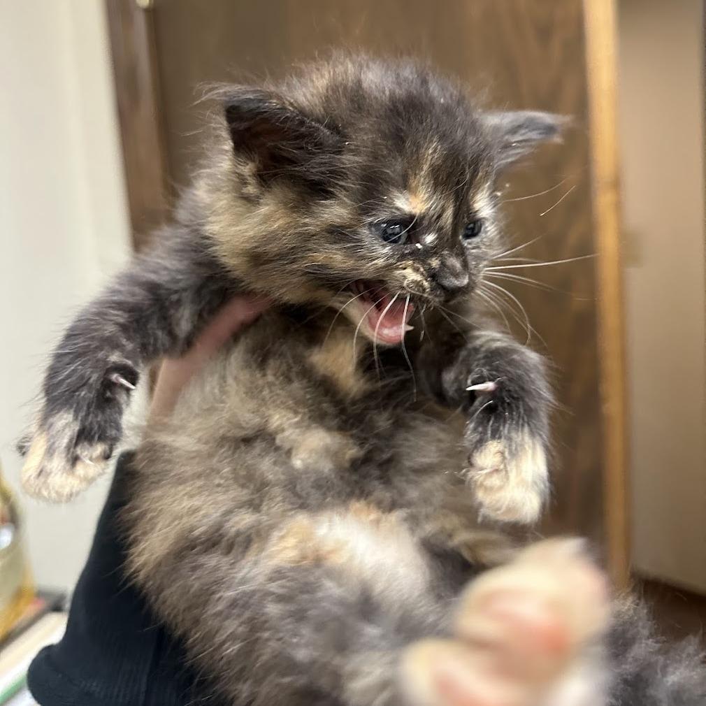 Enlarge Posie F-21683, a Adoptable Domestic Long Hair in Oklahoma City, OK image 4/4