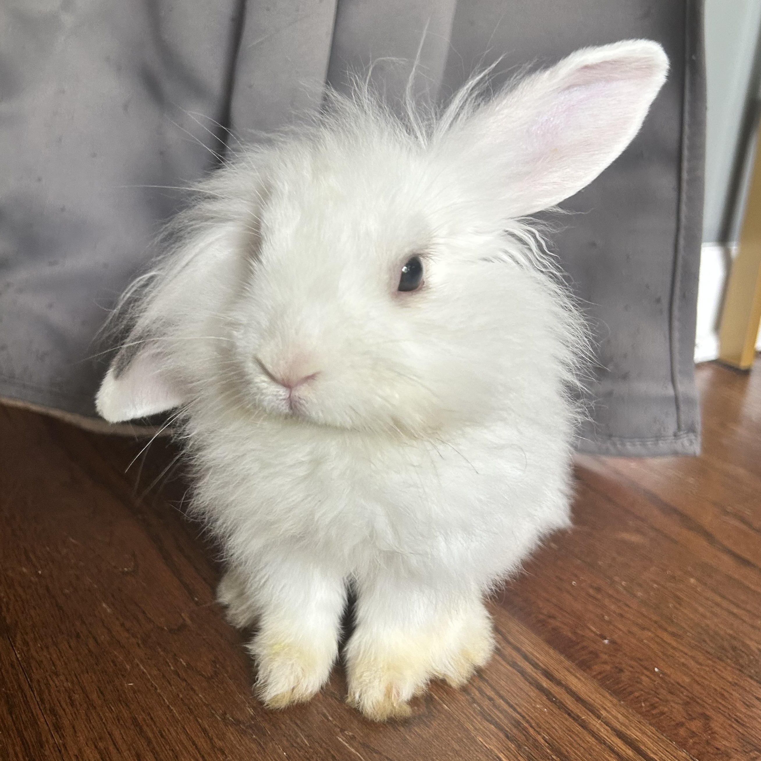 Enlarge Winston, a ADOPTABLE Angora Rabbit in Lilburn, GA image 1/5