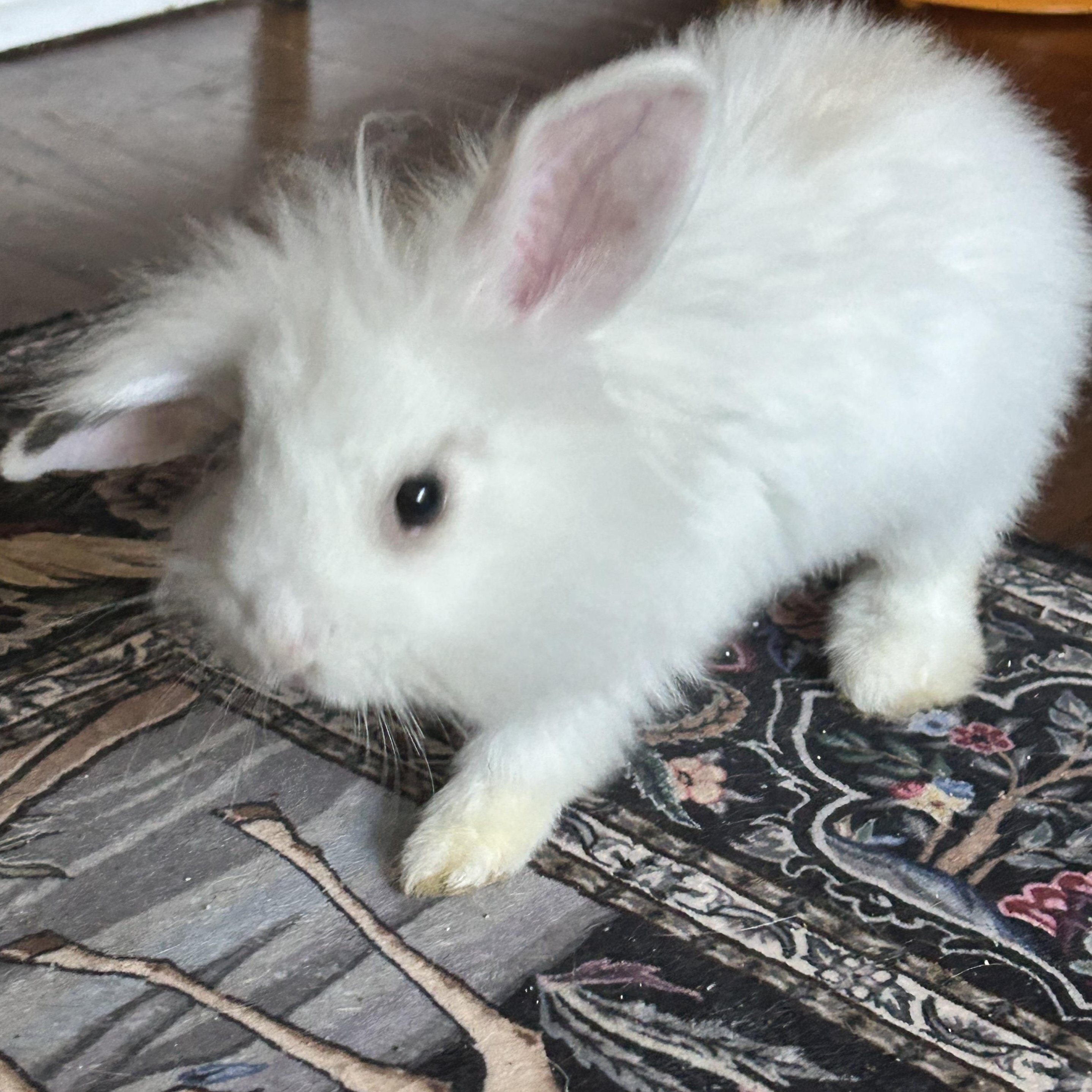 Enlarge Winston, a ADOPTABLE Angora Rabbit in Lilburn, GA image 5/5