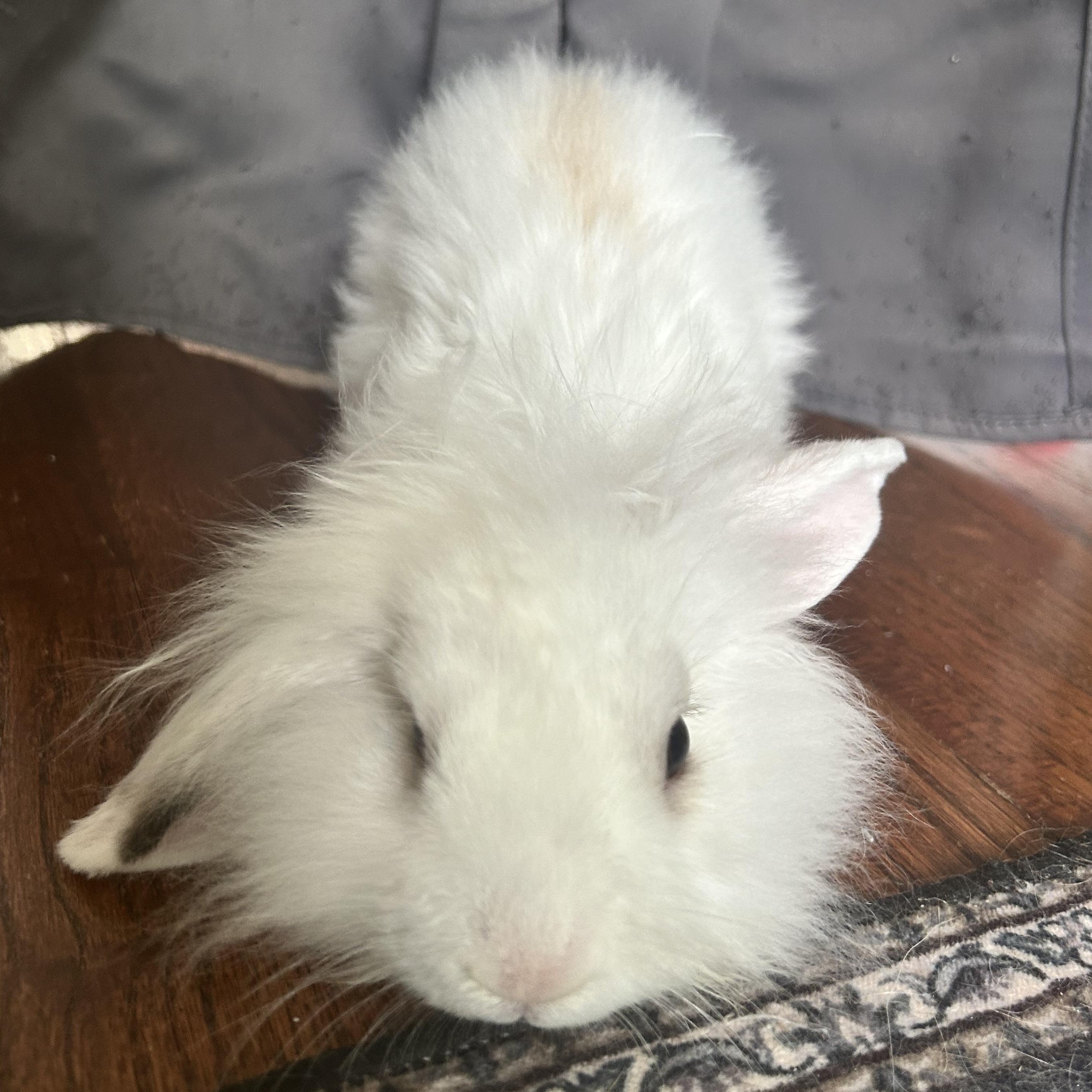 Enlarge Winston, a ADOPTABLE Angora Rabbit in Lilburn, GA image 3/5