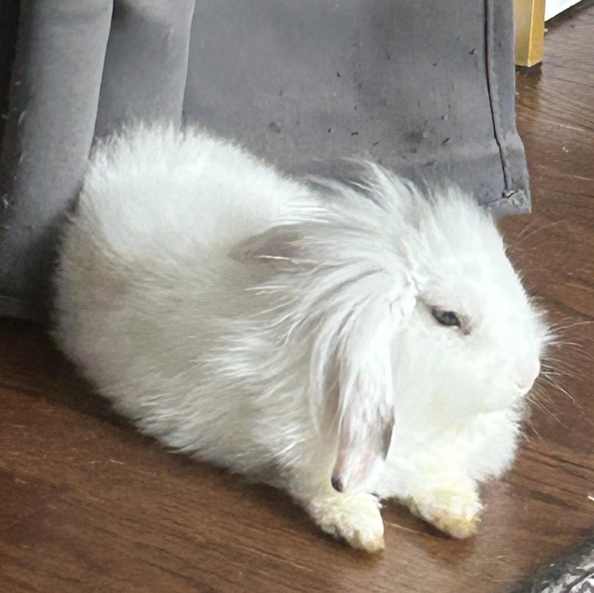 Enlarge Winston, a ADOPTABLE Angora Rabbit in Lilburn, GA image 2/5