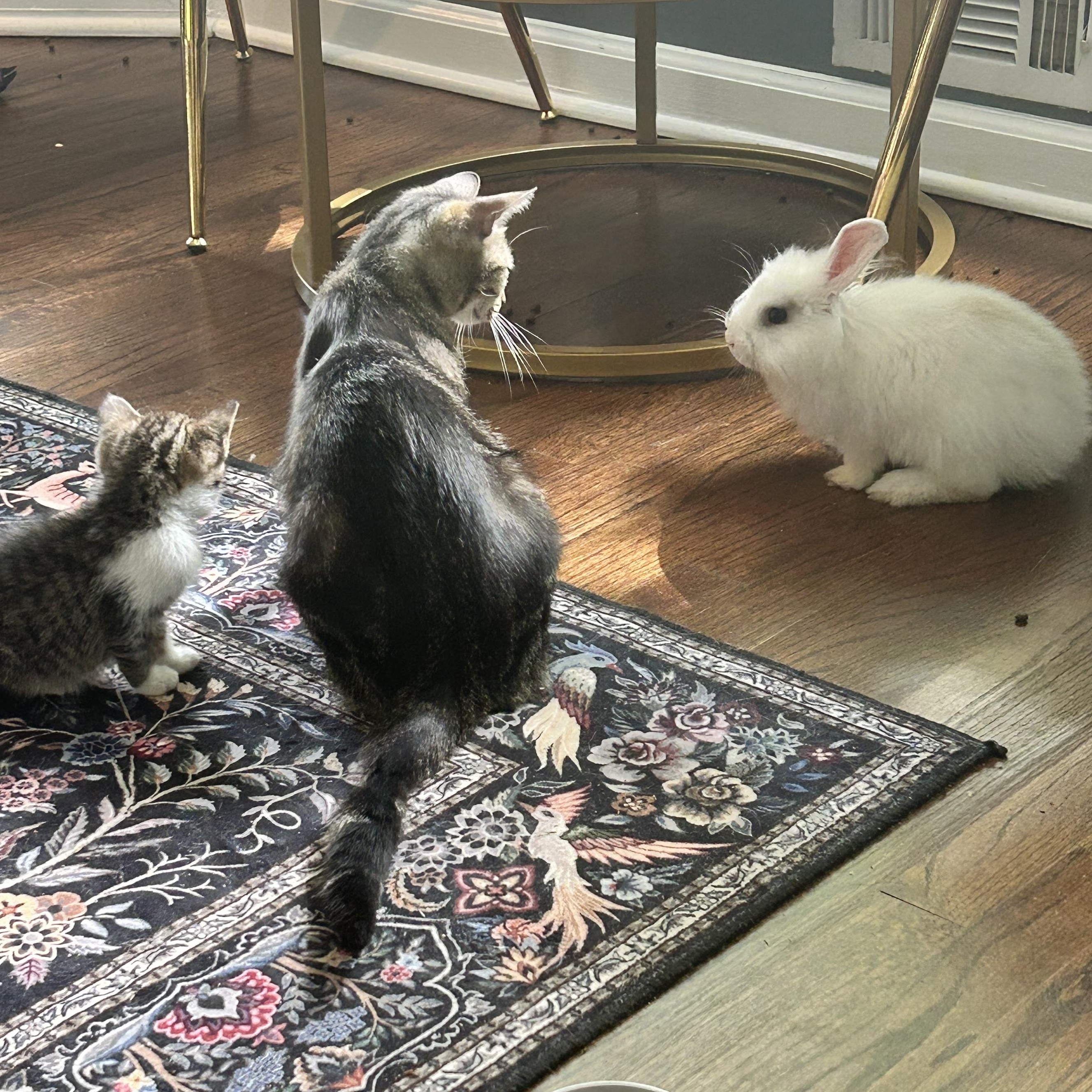 Enlarge Winston, a ADOPTABLE Angora Rabbit in Lilburn, GA image 4/5
