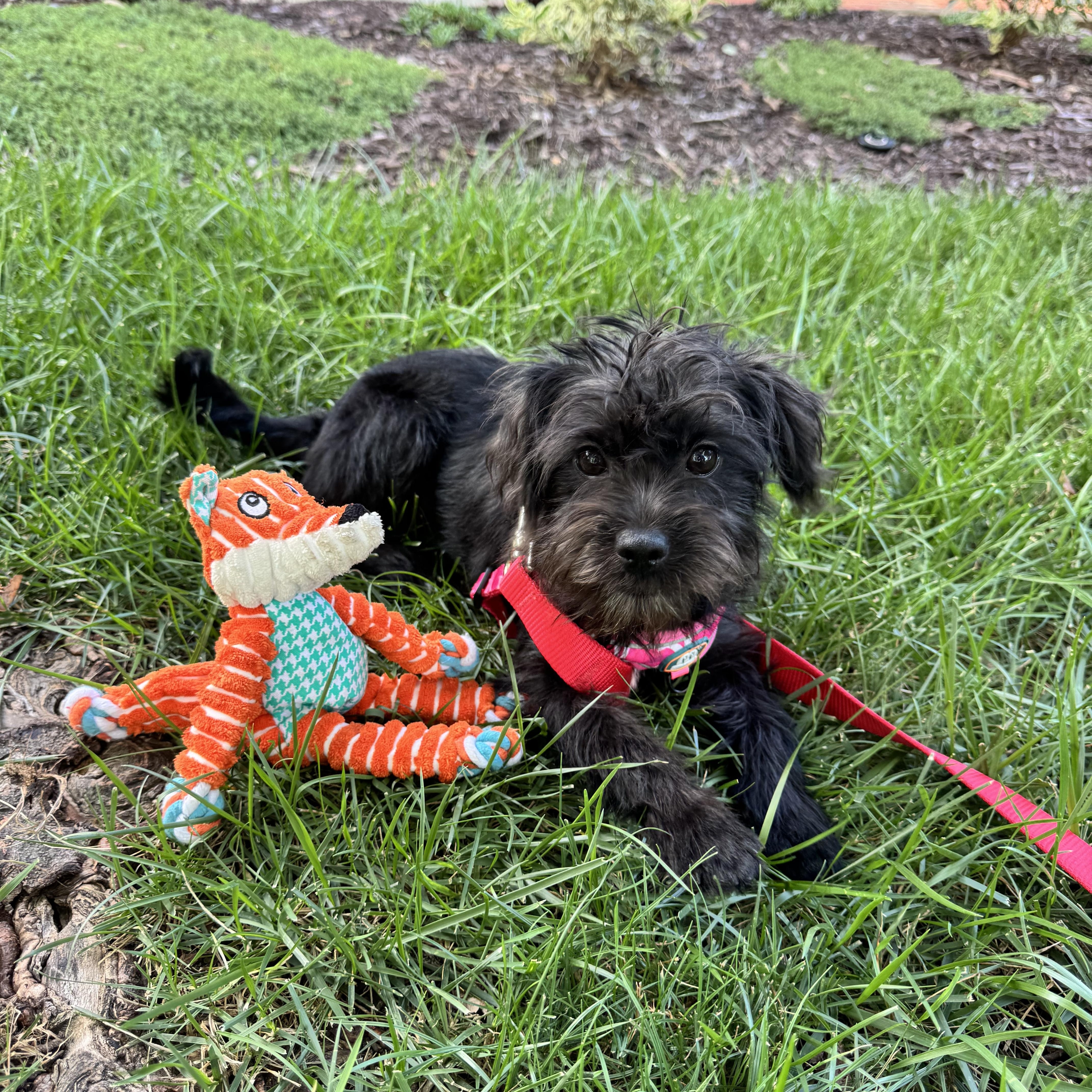 Kari, adopted, Puppy Female Schnauzer & Yorkshire Terrier.