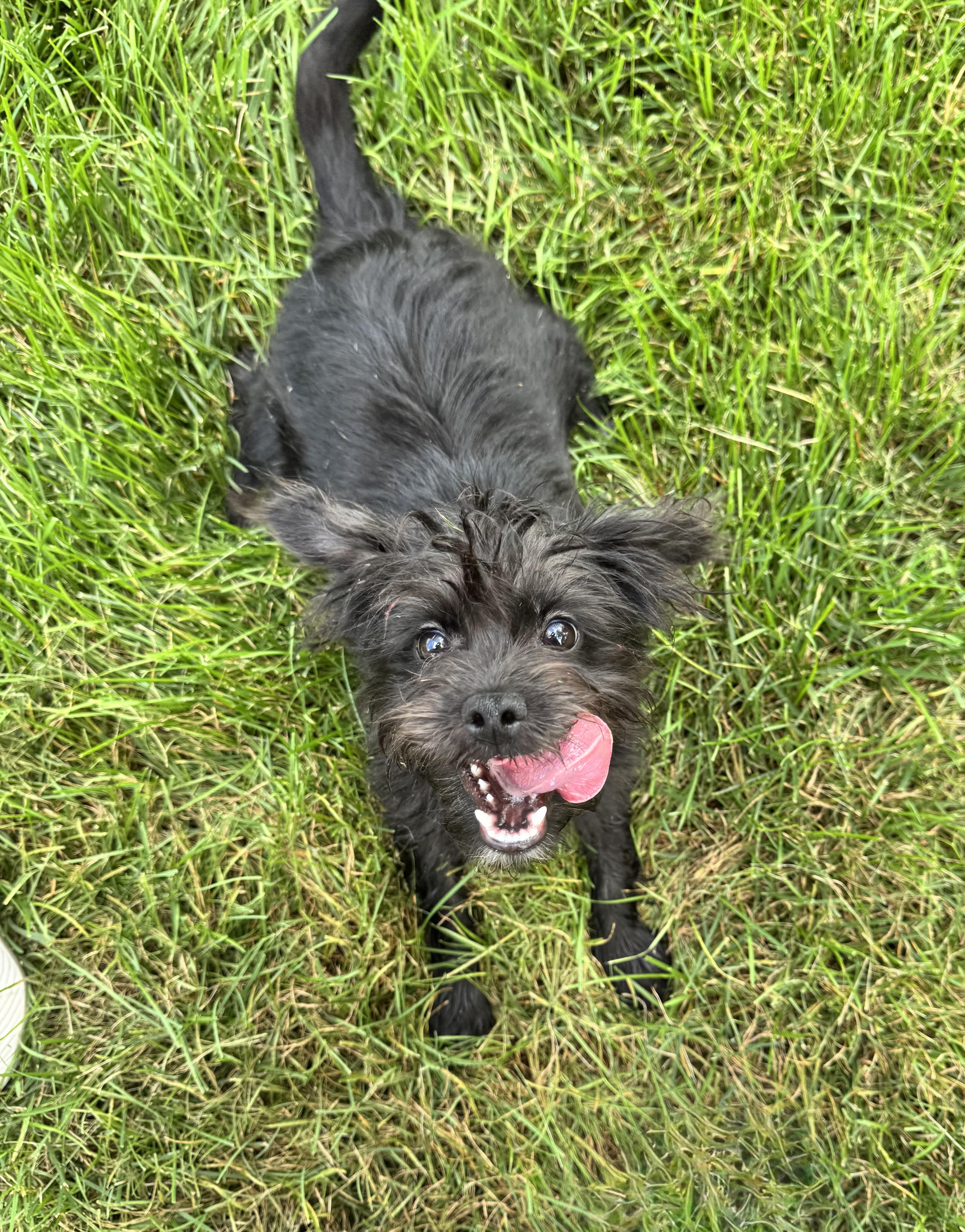 Enlarge Kari, an adopted mixed breed in Millsboro, DE image 2/6