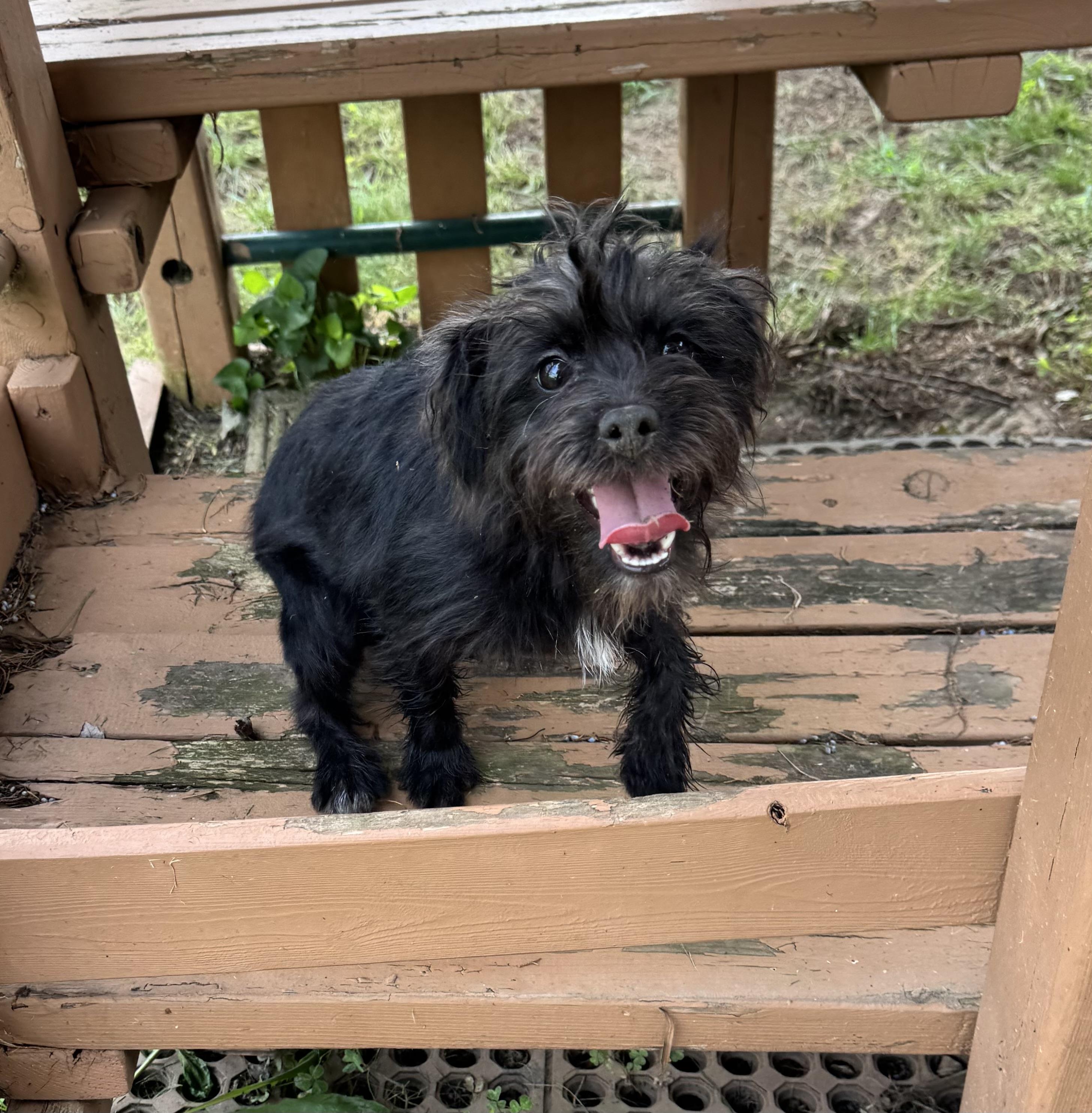 Enlarge Kari, an adopted mixed breed in Millsboro, DE image 5/6