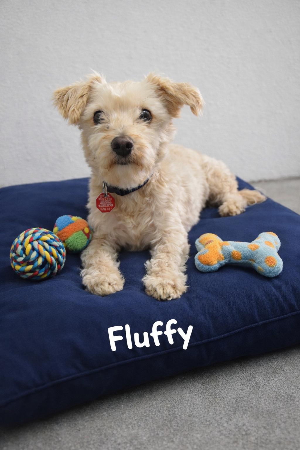 Fluffy, adopted, Young Male Yorkie Poo.