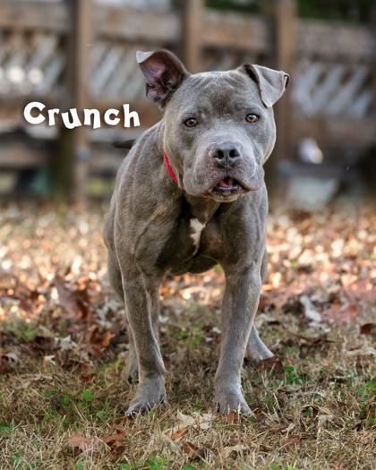 Enlarge Crunch, a Adoptable mixed breed in Savannah, GA image 1/2