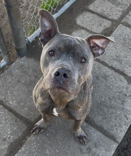 Enlarge Crunch, a Adoptable mixed breed in Savannah, GA image 2/2