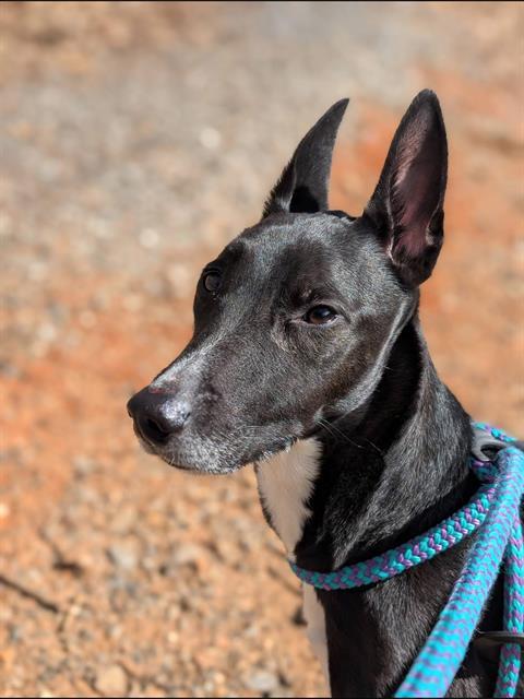 Enlarge MAX, a Adoptable mixed breed in Clyde, NC image 1/1