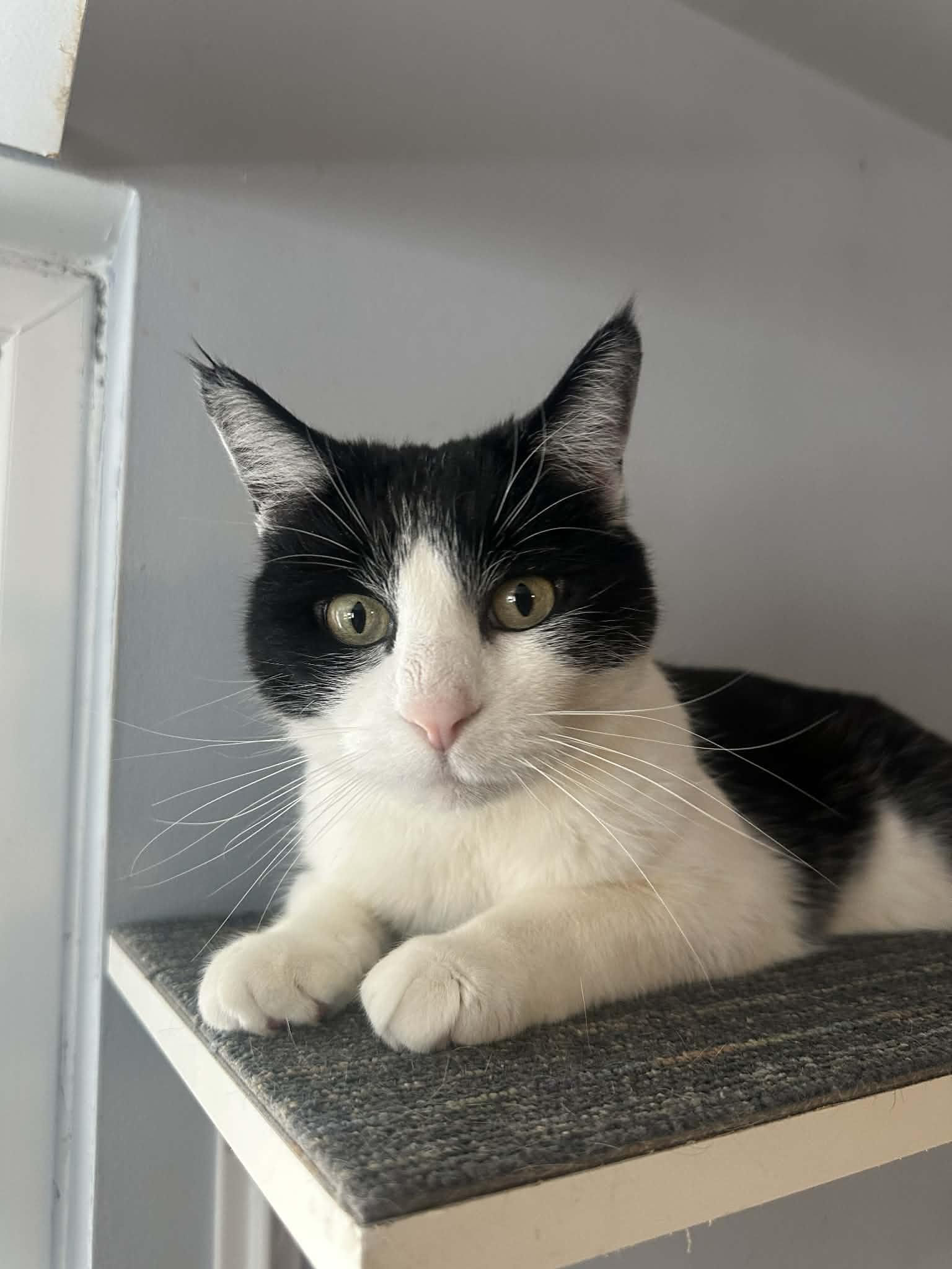 Cory, Adopted, Adult Male Domestic Short Hair.