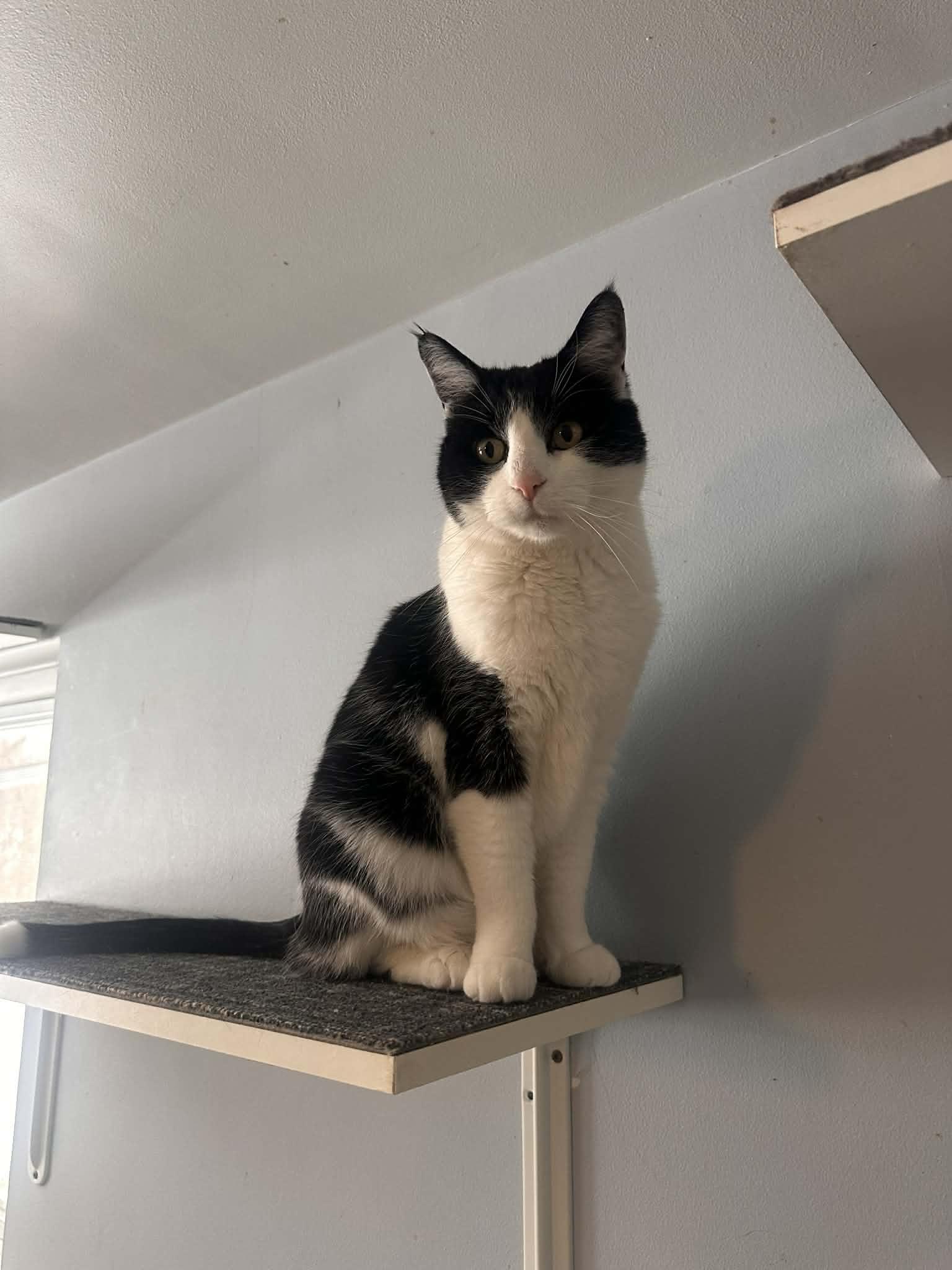 Enlarge Cory, a Adopted Domestic Short Hair in Cincinnati, OH image 2/3