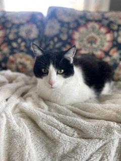 Enlarge Cory, a Adopted Domestic Short Hair in Cincinnati, OH image 3/3