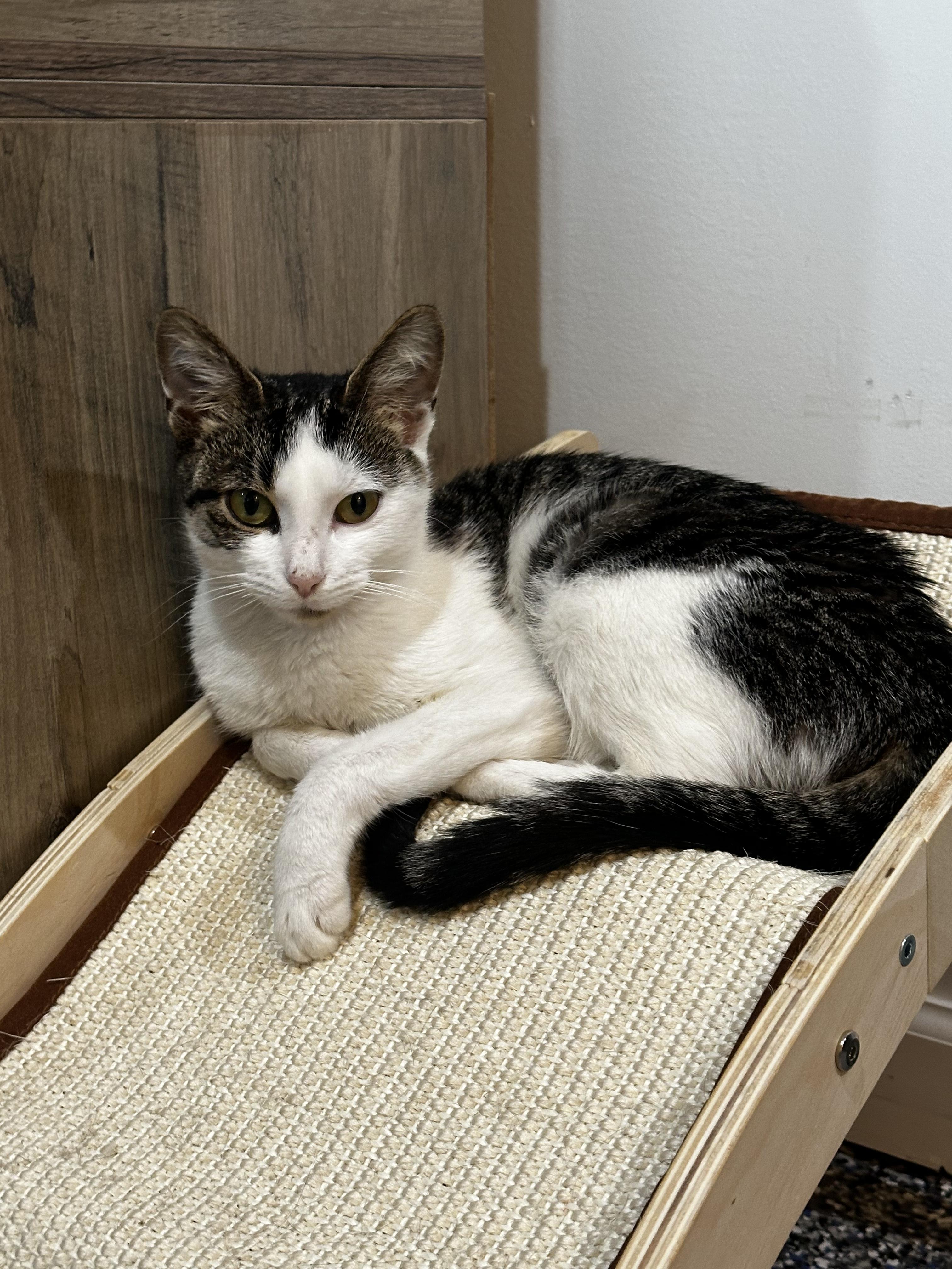 Rainna, a Adoptable Domestic Short Hair in CANONSBURG, PA image 2/2