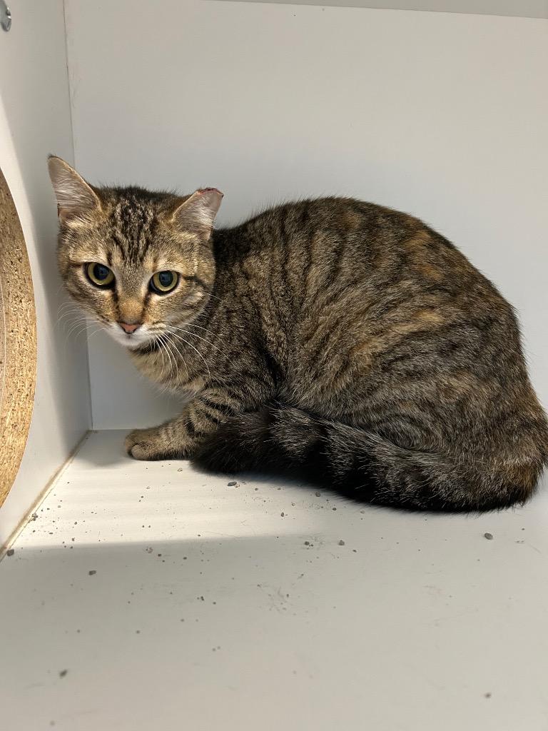 Lilo, Adoptable, Young Female Domestic Short Hair.