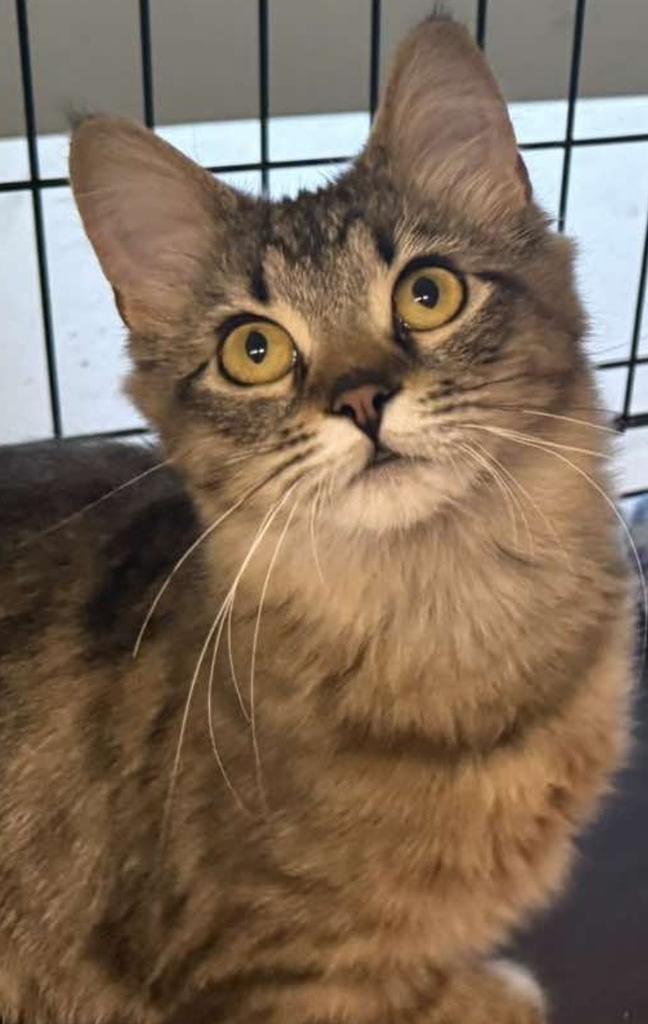 Enlarge Kacey (Layla), a Adoptable mixed breed in Ontario, OR image 2/2