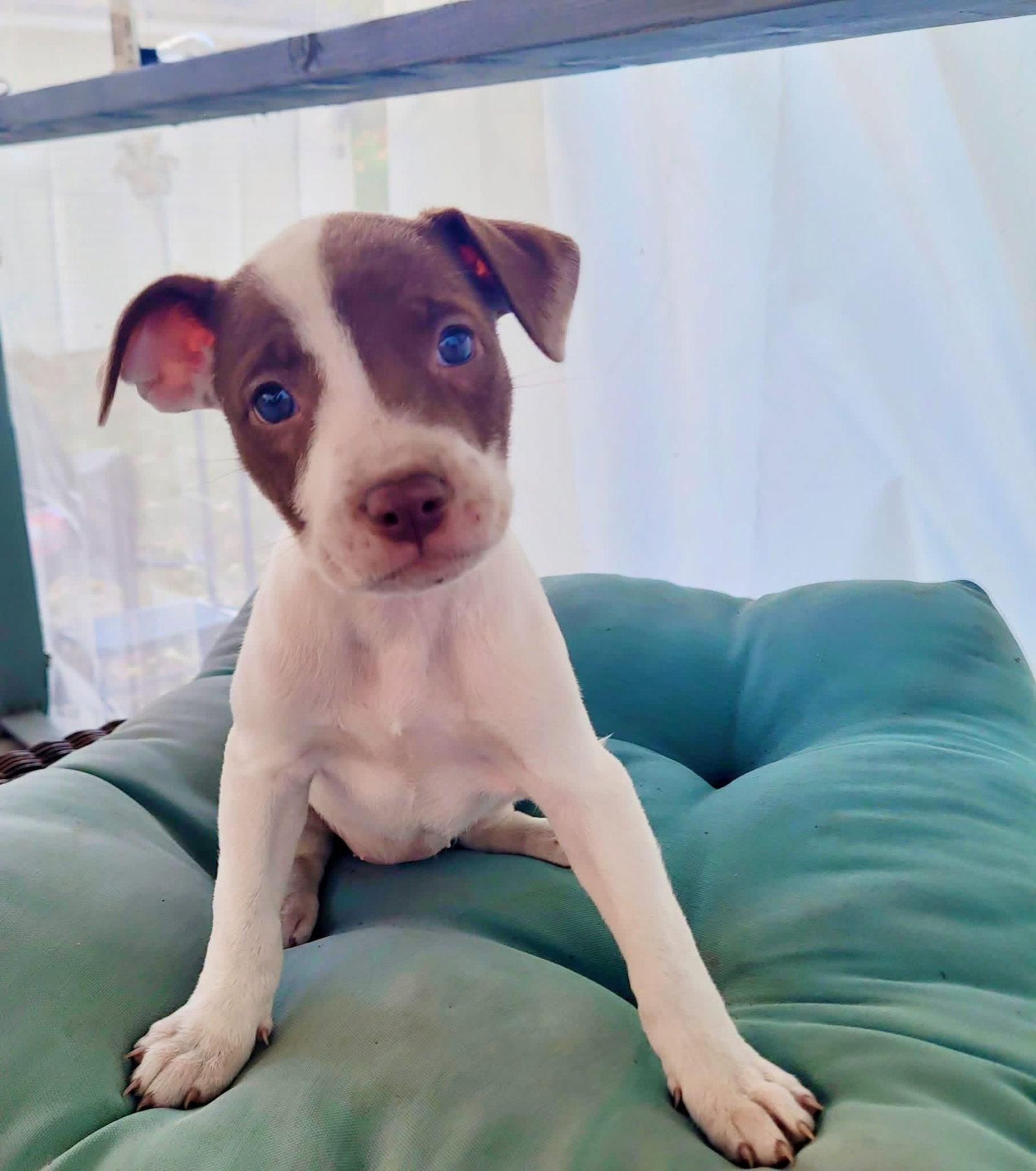 Jada, Adoptable, Puppy Female Pit Bull Terrier.