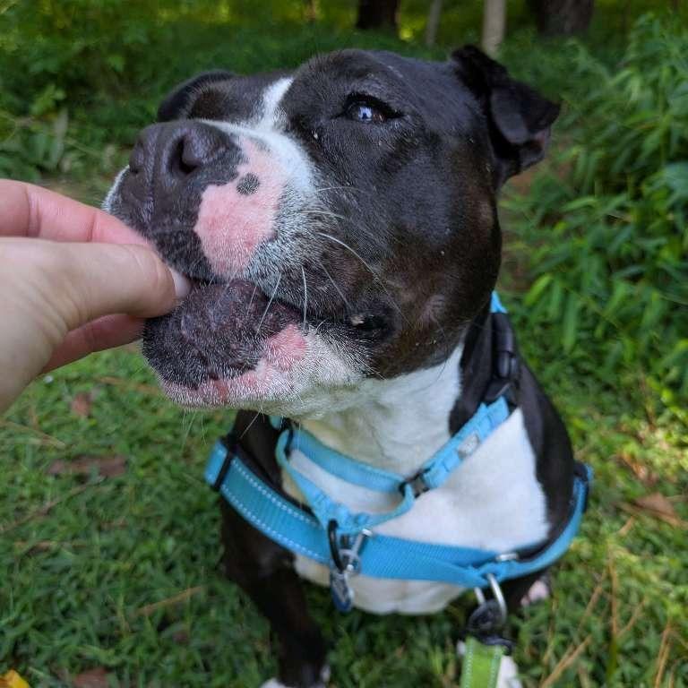 Enlarge Pippa, a Adoptable Staffordshire Bull Terrier in Richmond, VA image 1/6