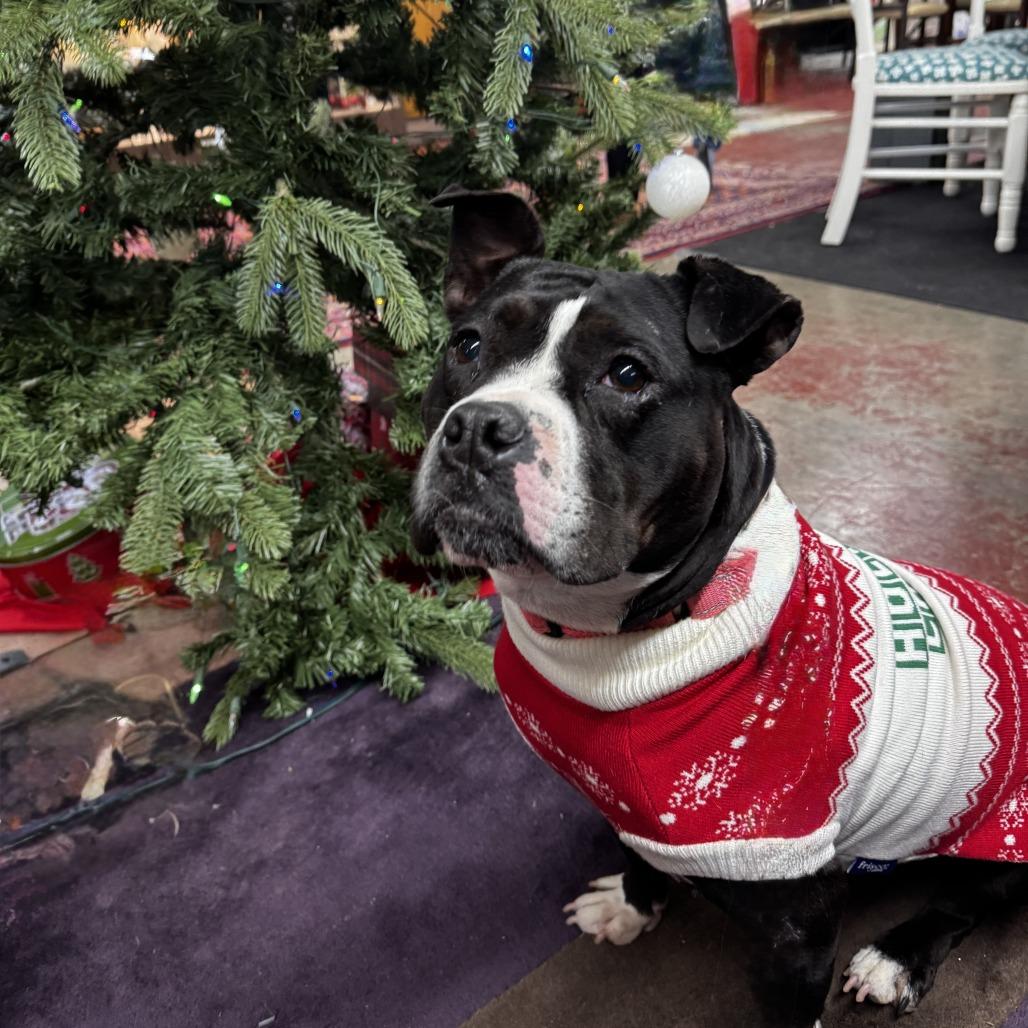 Enlarge Pippa, a Adoptable Staffordshire Bull Terrier in Richmond, VA image 3/6