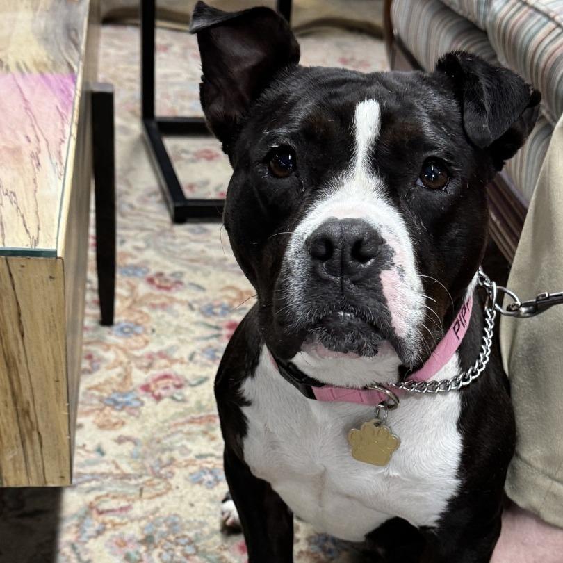 Enlarge Pippa, a Adoptable Staffordshire Bull Terrier in Richmond, VA image 4/6