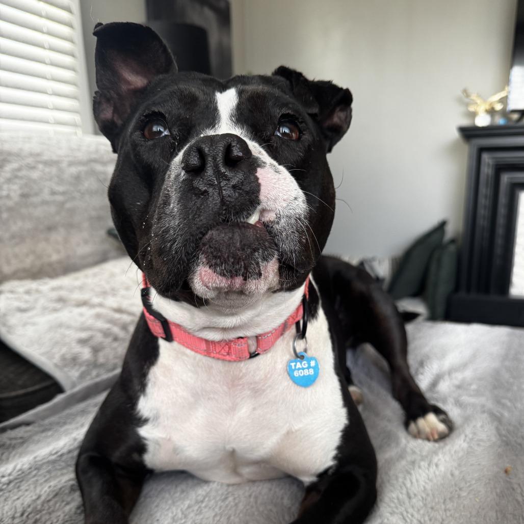 Enlarge Pippa, a Adoptable Staffordshire Bull Terrier in Richmond, VA image 5/6