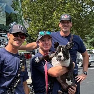 Enlarge Pippa, a Adoptable Staffordshire Bull Terrier in Richmond, VA image 6/6