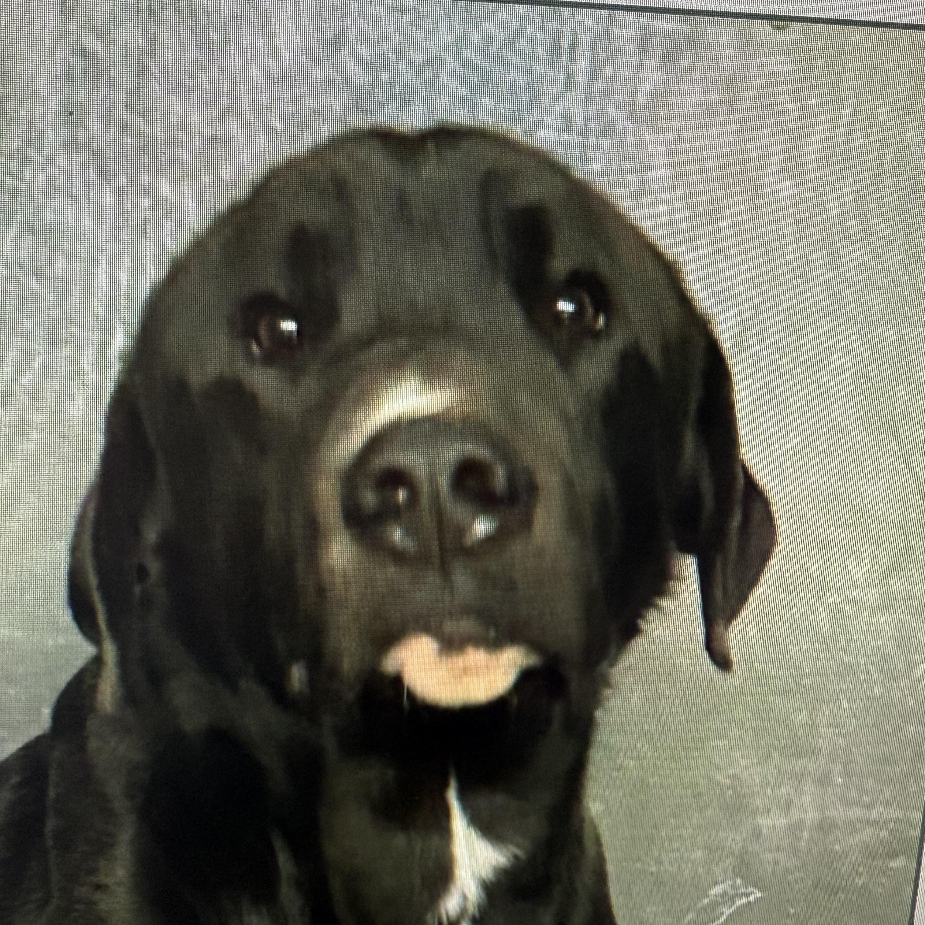 Enlarge Roscoe, a ADOPTABLE Black Labrador Retriever in Carlin, NV image 1/1