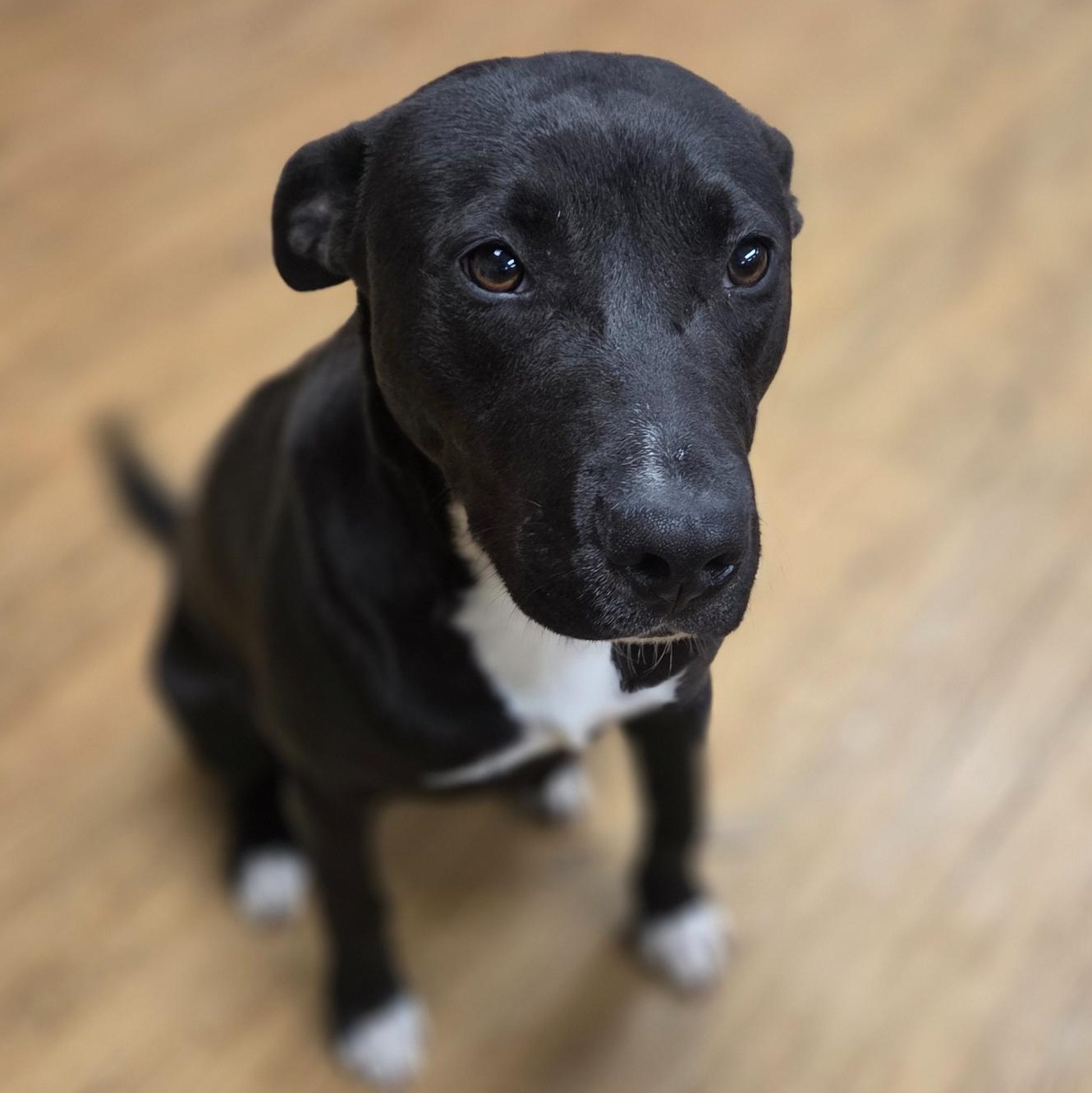 Scooter, adopted, Young Female Black Labrador Retriever.