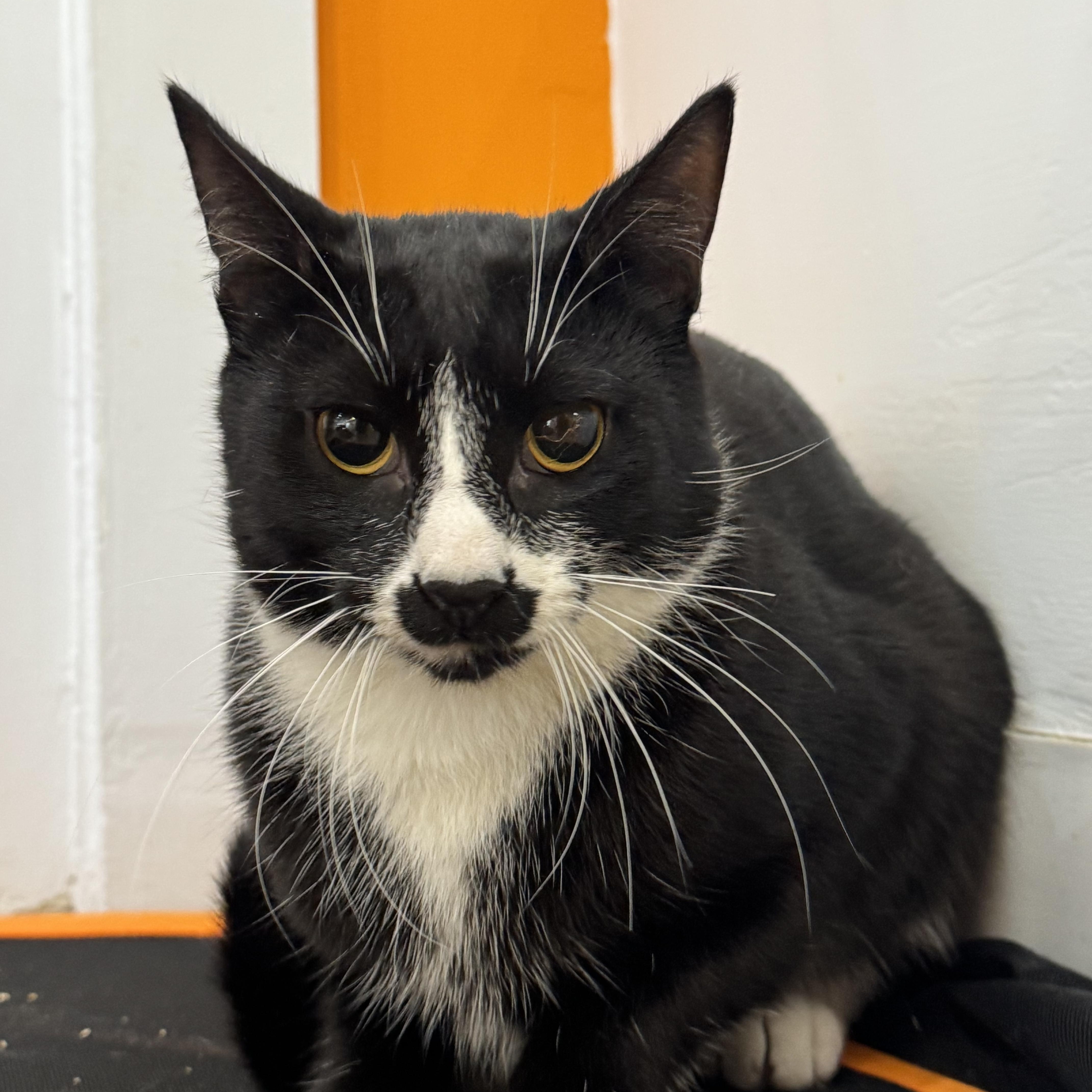 Knox, Adoptable, Young Male Domestic Short Hair.