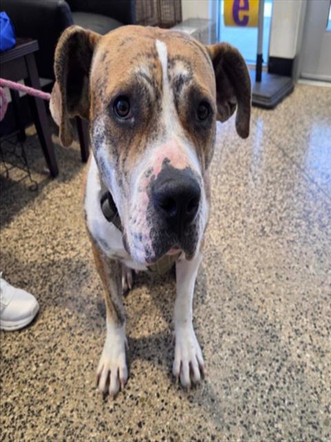 Enlarge BIG MAMAS, a Adoptable mixed breed in Tracy, CA image 1/1