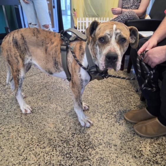 Enlarge A047001, a Adoptable mixed breed in Tracy, CA image 1/1