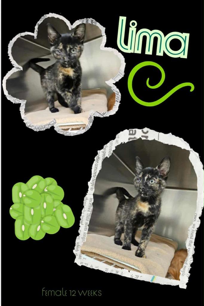 Lima, Adoptable, Kitten Female Domestic Short Hair.