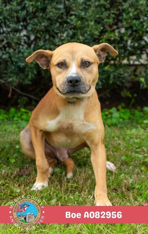 Boe, Adoptable, Adult Male Staffordshire Bull Terrier.