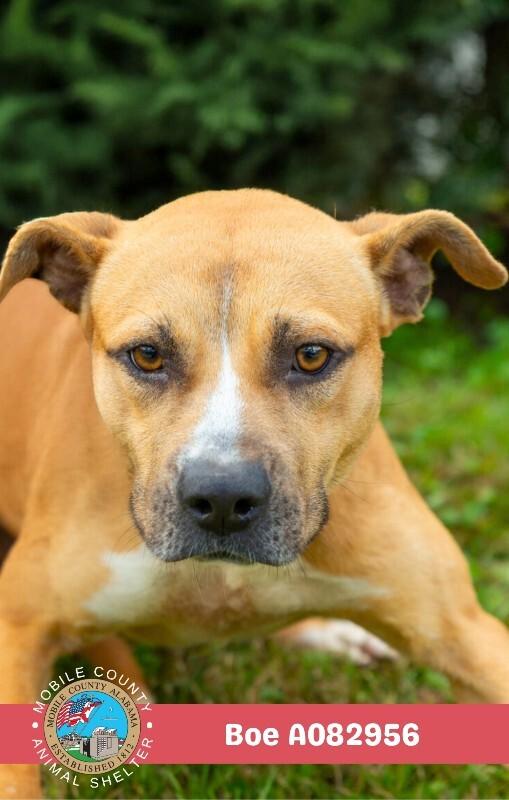 Boe, a Adoptable Staffordshire Bull Terrier in Mobile, AL image 2/2