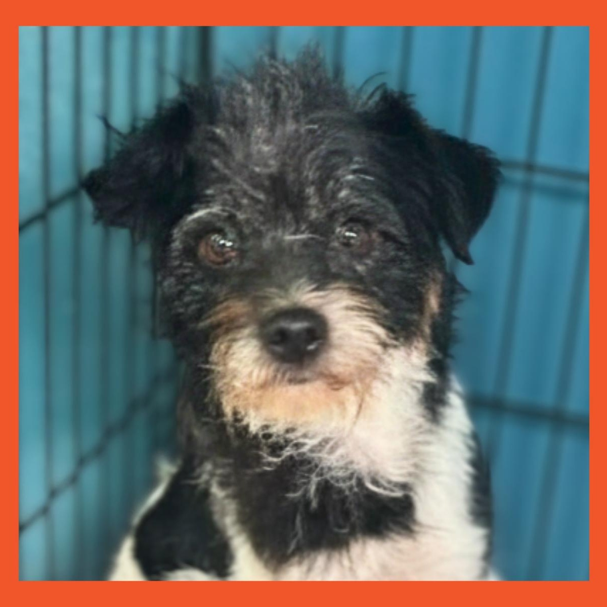 Crystal, a ADOPTABLE Terrier in San Francisco, CA image 1/2