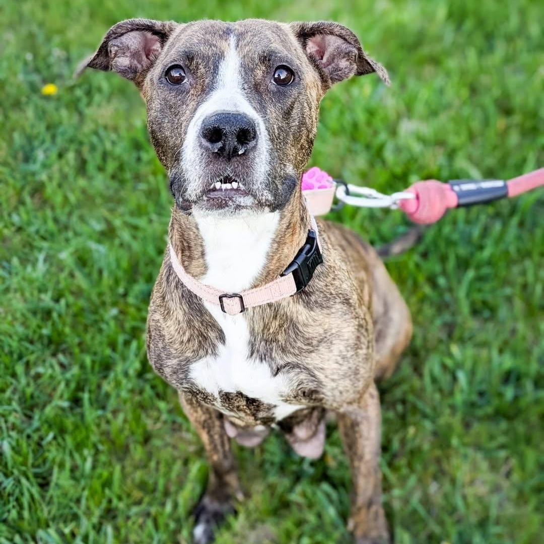 Bella, Young Female Pit Bull Terrier