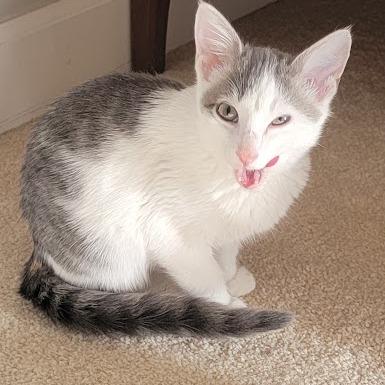 Grey, Adoptable, Kitten Female Domestic Short Hair.