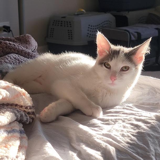 Grey, a Adoptable Domestic Short Hair in South Elgin, IL image 2/5