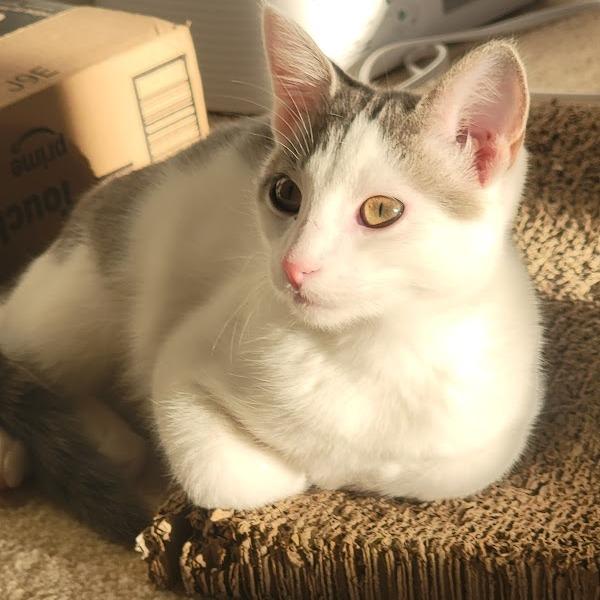 Grey, a Adoptable Domestic Short Hair in South Elgin, IL image 4/5