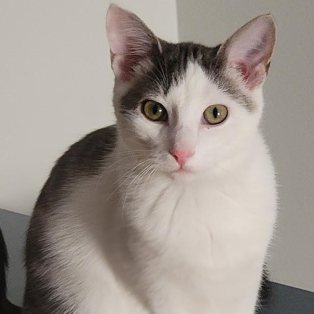 Grey, a Adoptable Domestic Short Hair in South Elgin, IL image 5/5