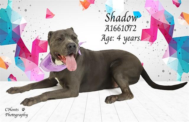 Enlarge SHADOW, a Adoptable mixed breed in Thousand Palms, CA image 1/1