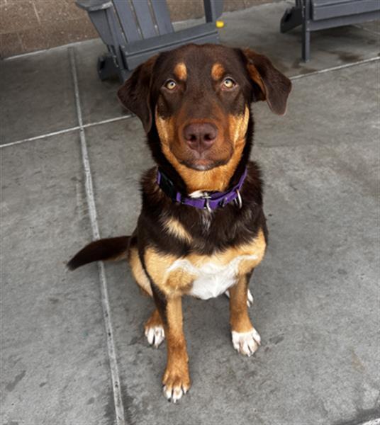 NOLA, Adoptable, Young Female German Shepherd Dog & Redbone Coonhound.
