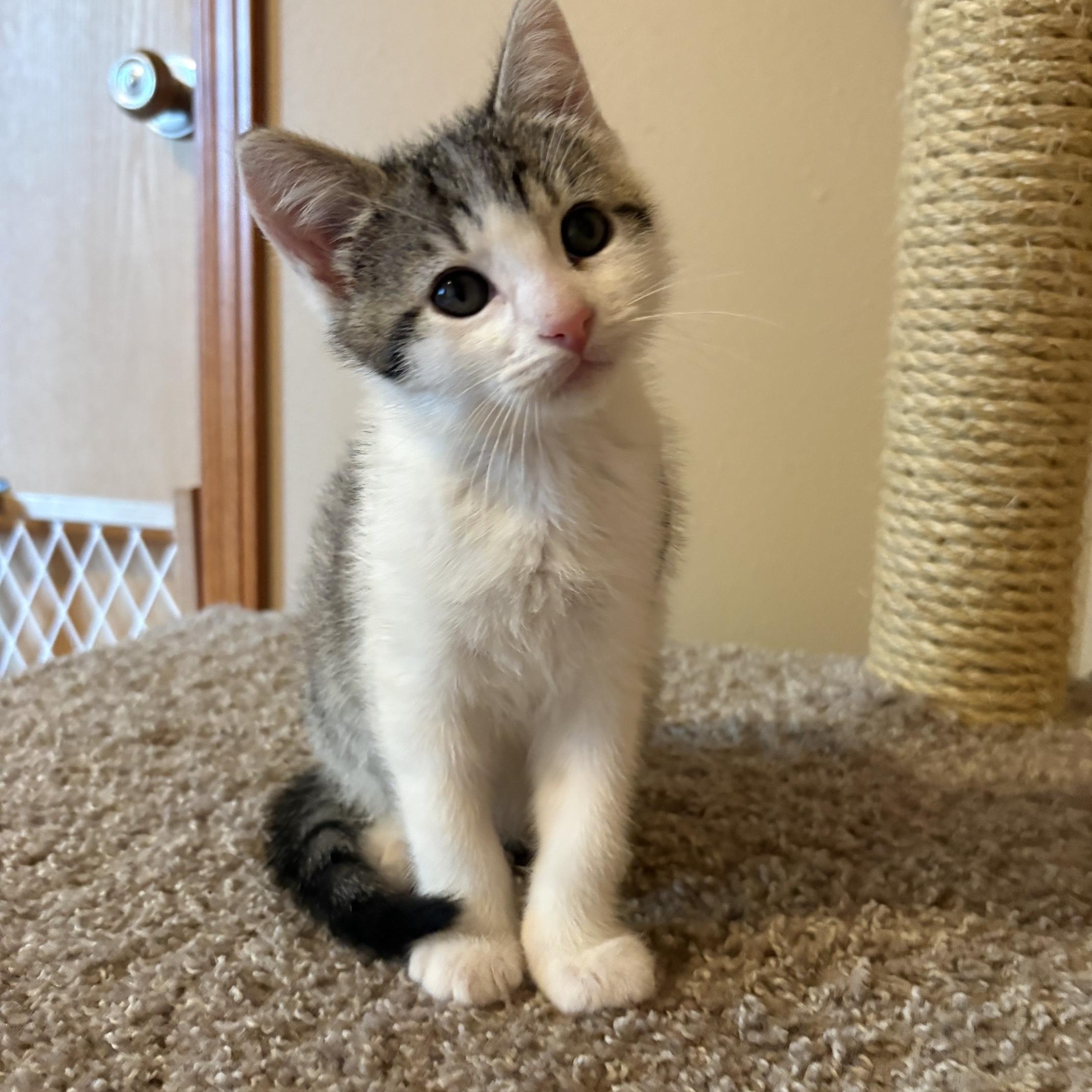 Walt, ADOPTABLE, Kitten Male Domestic Short Hair.