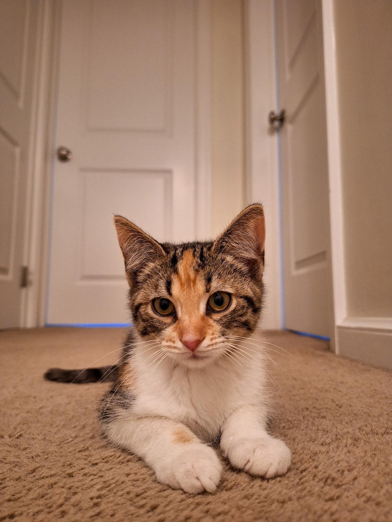 Enlarge Poppy , a ADOPTABLE Domestic Short Hair in Akron, OH image 1/1