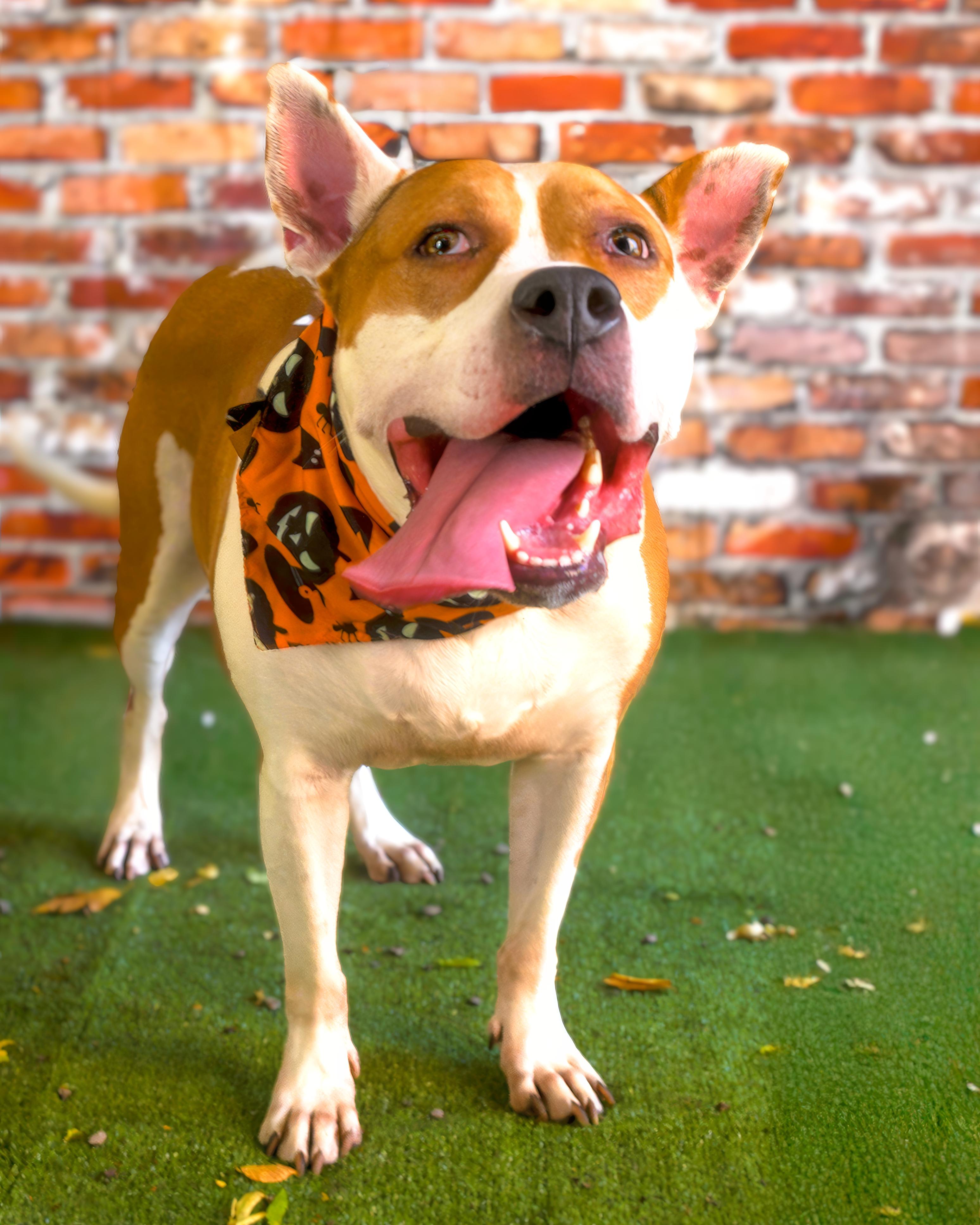 CC, Adoptable, Adult Female Mixed Breed.