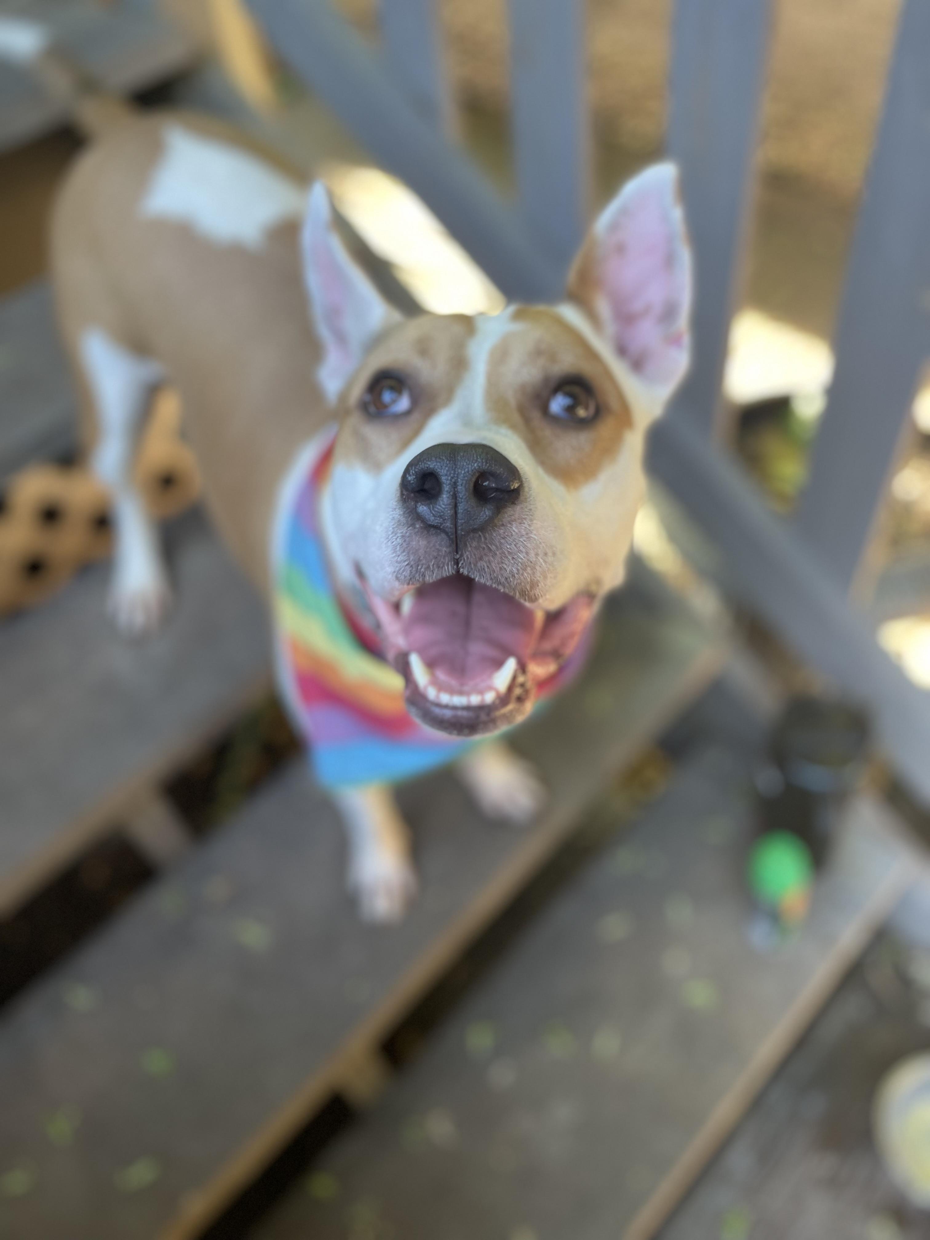 CC, Adoptable, Adult Female Mixed Breed.