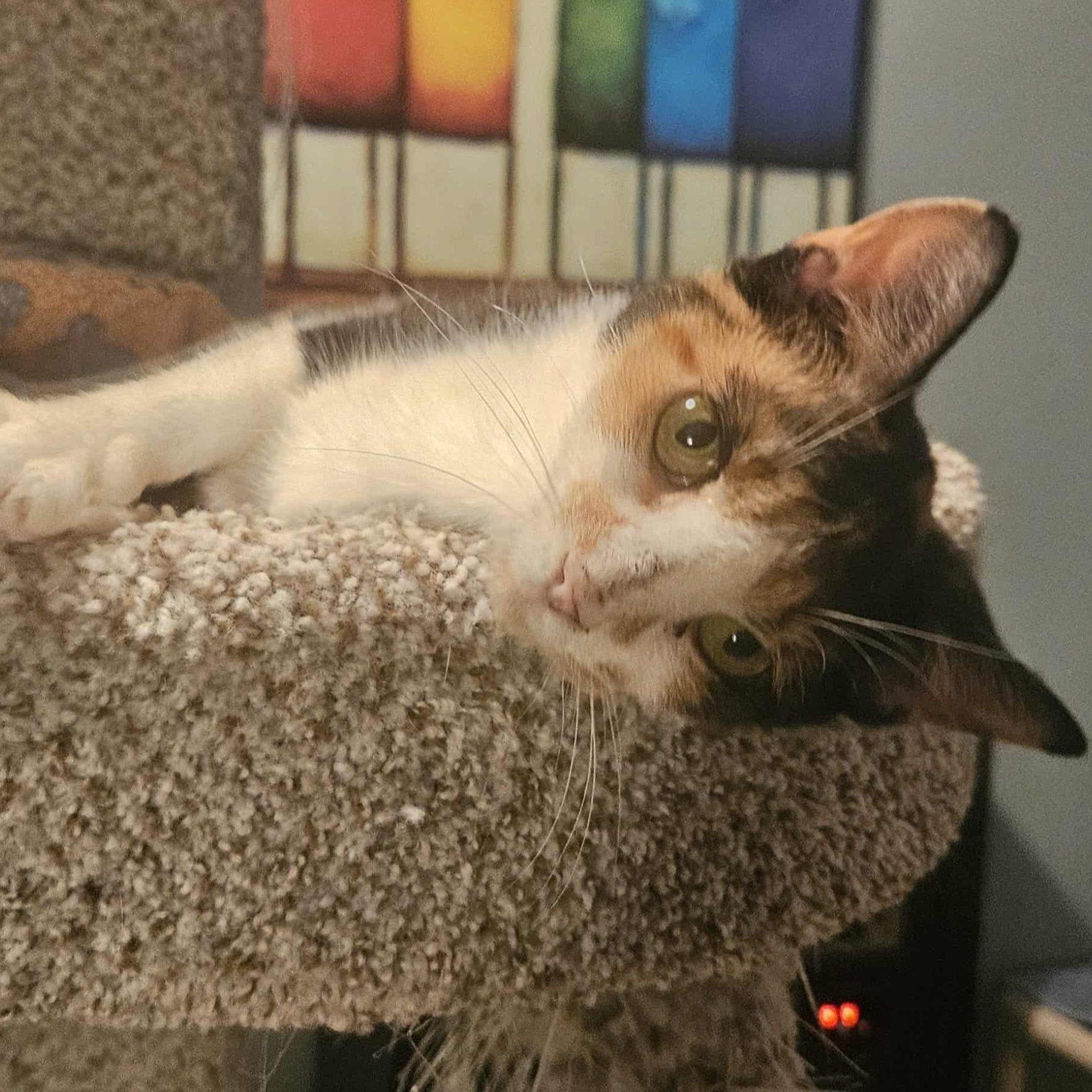 Ava (Gentle Personality), Adoptable, Young Female Calico.